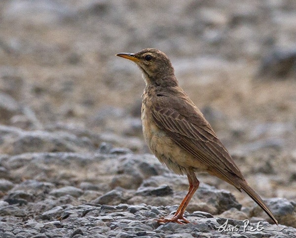 Cameroon Pipit